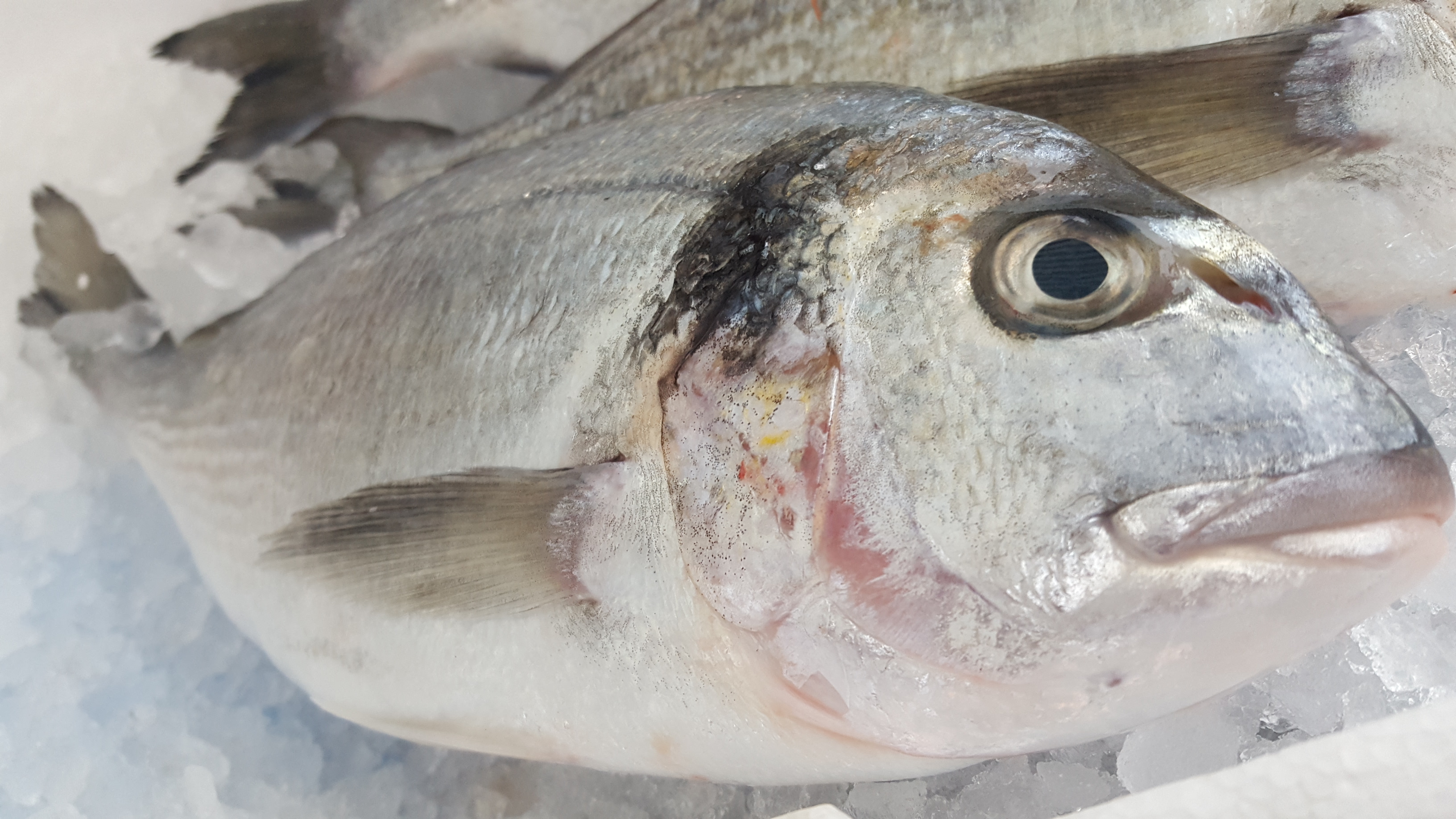 Baking a whole fish in salt