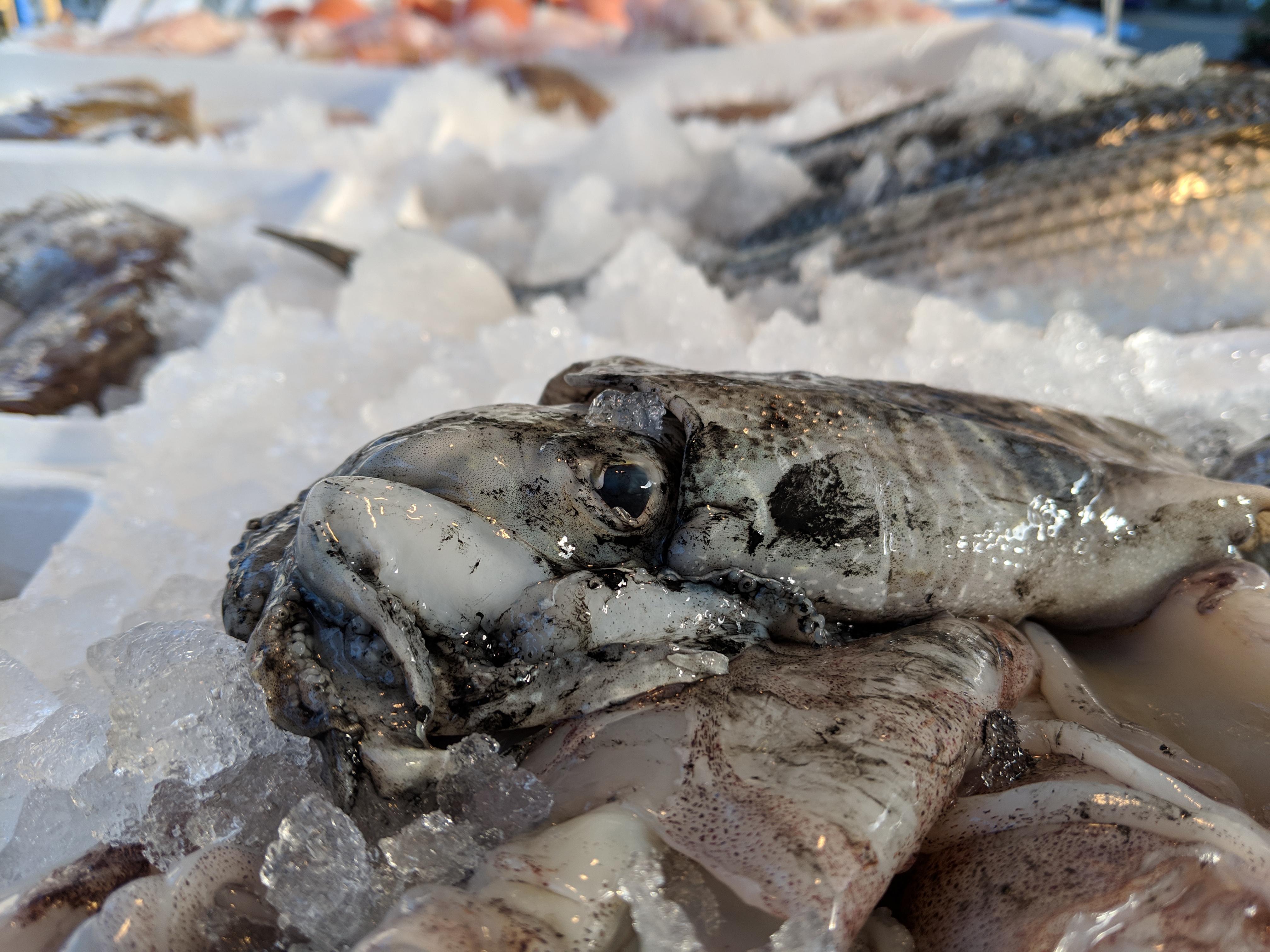 How to Clean a Cuttlefish