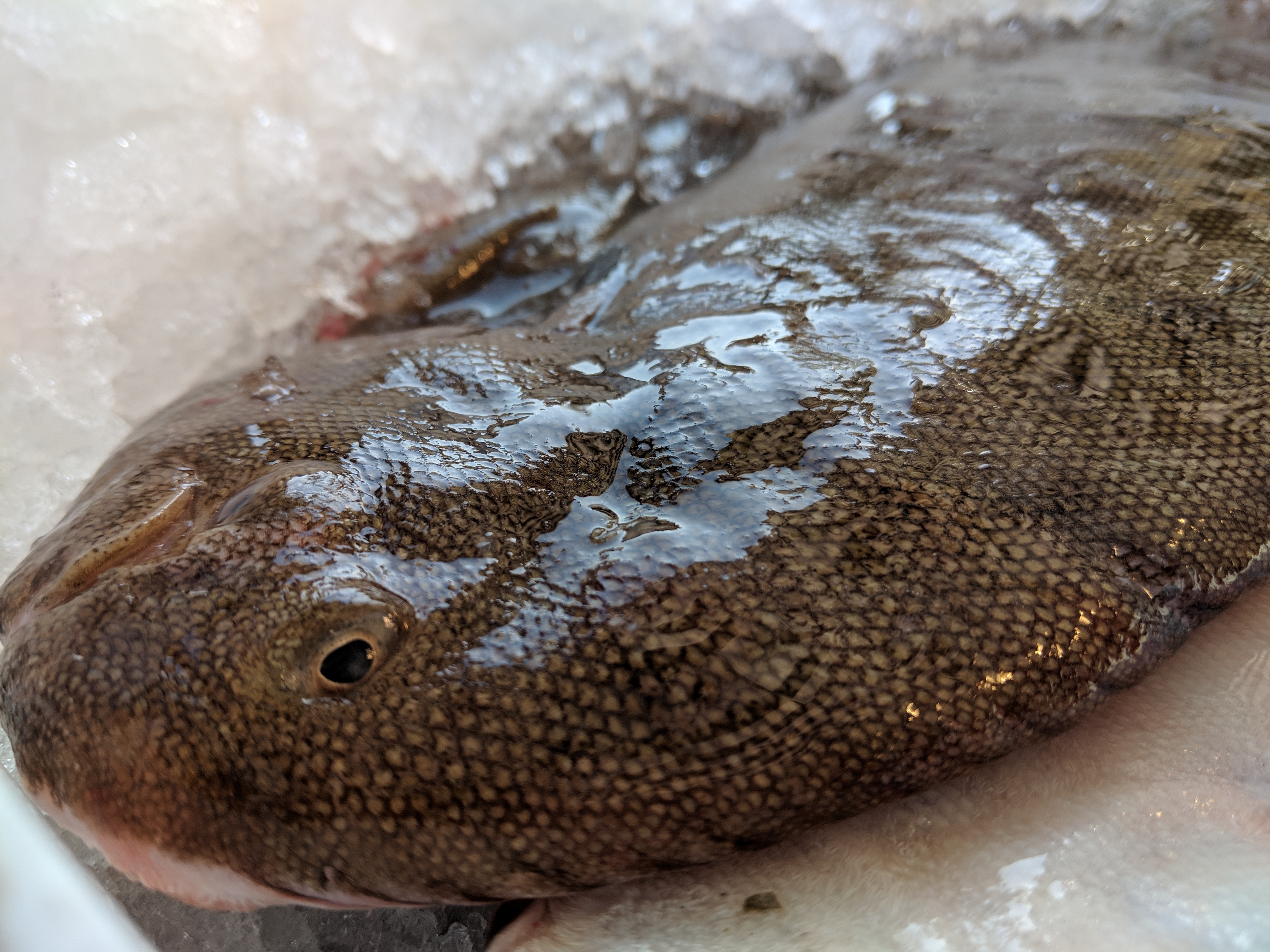 Skinning and pan-frying a whole flatfish