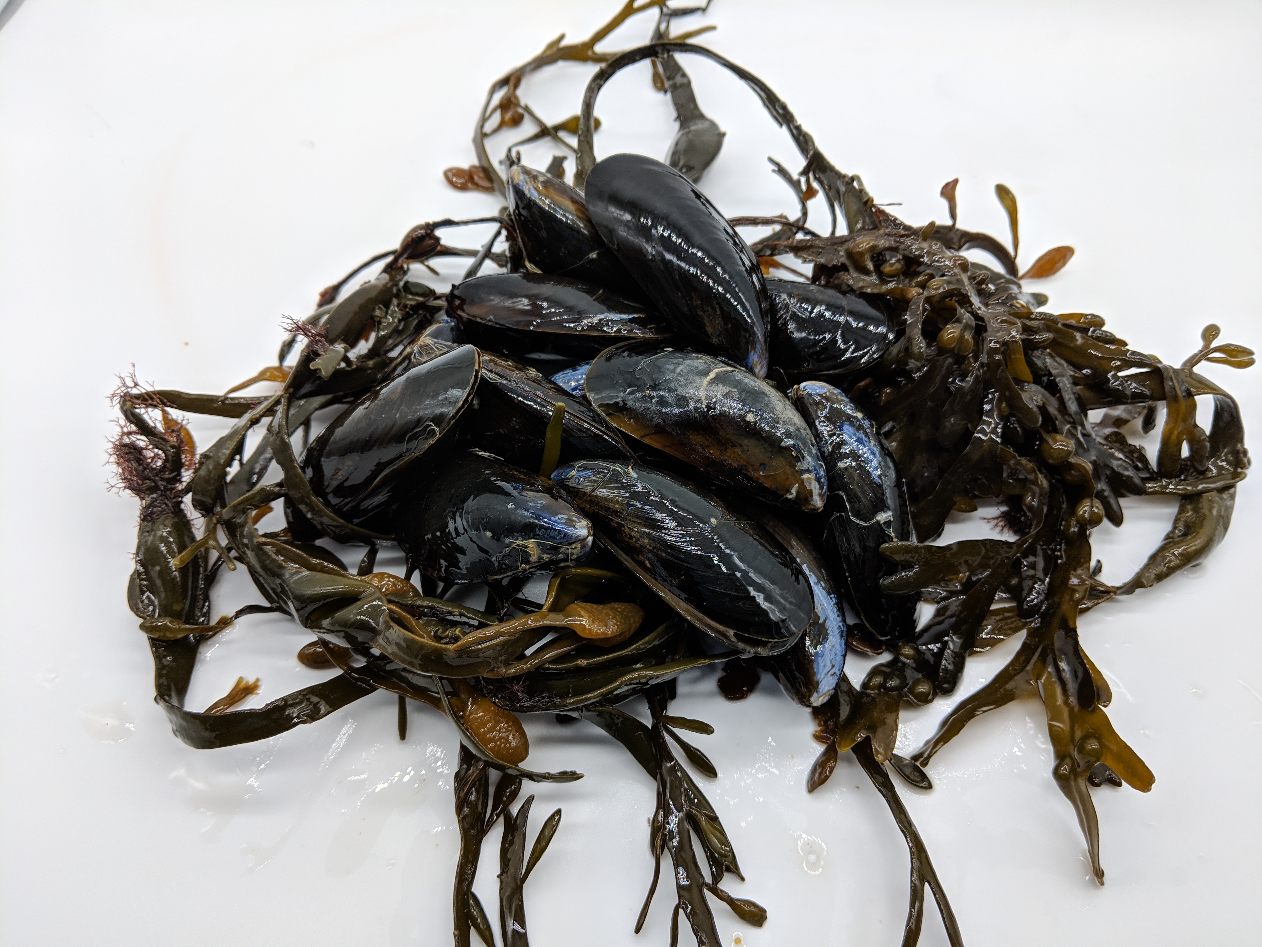 Cleaning and Steaming Mussels