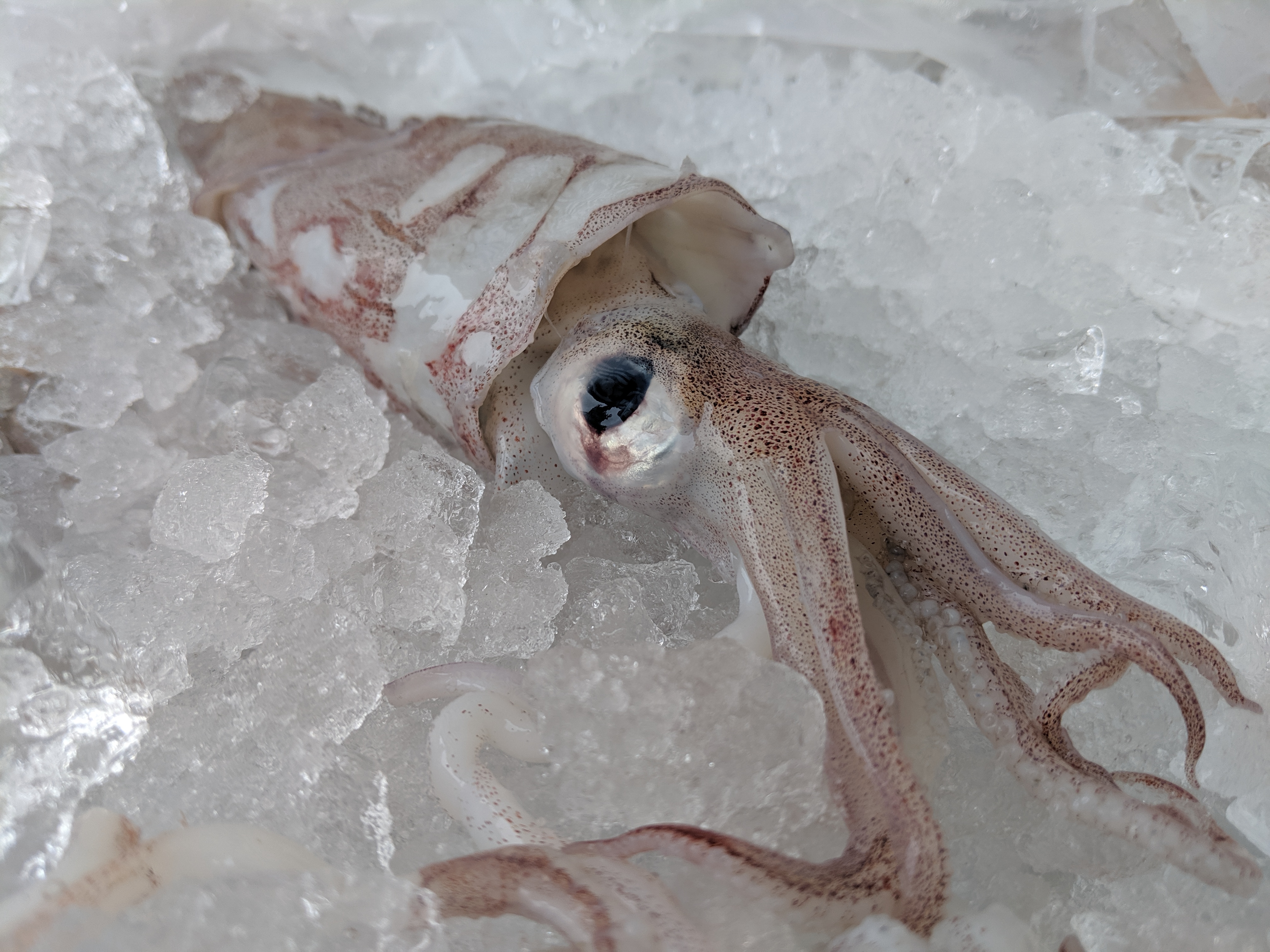 How to prepare Squid